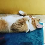 Samson_Gray cat - @samsongray_cat - Instagram