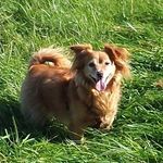Samson - @samson_der_grosse - Instagram