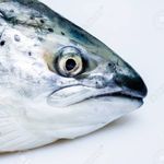 Samson Hess - @salmon.mighty - Instagram