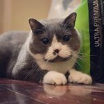 Samson Hui ｜Cat Slave - @samson_hcf - Instagram