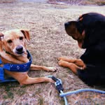 Hannah Lester 🐾🤍 - @samson_murphy_lester - Instagram