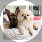 Samson + Murphy - @samsonandmurph - Instagram
