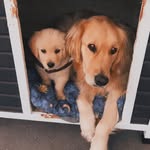 Samson & Murphy 🐶 - @_sammoandmurphy - Instagram