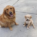 Samson & Murphy Williams - @_the_golden_boys__ - Instagram