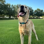 Samson Murphy!!🦮 - @the.golden.samson - Instagram