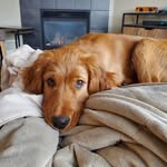 Samson Murphy Nakama - @samsambutdifgoldenirish - Instagram