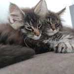 Samson&Murphy - @meow_zillas - Instagram