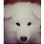 Samson Robinson - @samson.r.samoyed - Instagram