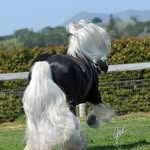 Samuel Abernathy - @simply_horse_ - Instagram