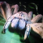 Samuel Aldrich - @officialspiderfanpage - Instagram