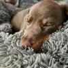 Smallman865 - @samuel.smallman - TikTok