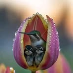 Samuel Amen - Facebook