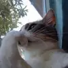 Samuel Añez - @samuelanez12 - TikTok