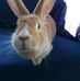 Sammy Arbuckle - Facebook