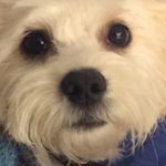Samuel Archie - @samuelarchie29 - Instagram