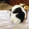samuel Isaac baggett - @samuel_276_bag - TikTok