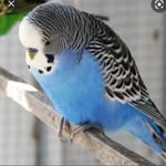 Samuel Barényi - @barenyisamuel - Instagram