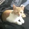 chienpioupiou - @samuel_baril - TikTok