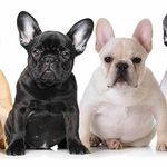 Samuel Battle - @blue_frenchie_bulldog_store - Instagram