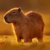Samuel Baumann Miranda - @samucapybara - TikTok