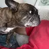 Samuel Belanger - @samuel.belanga - TikTok