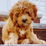 Samuel | Benton | the Cavapoo - @samuelbentonthecavapoo - Instagram