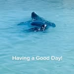 Samuel Bills - @lion_of_the_sea20 - Instagram