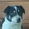 gorian12345 - @samuelbongo8 - TikTok