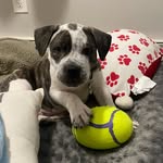 Deebo Samuel Bowden - @deebo_the_bully_ - Instagram