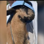 sam the goat - @samuel.braunauer - Instagram