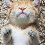 Samuel Briggs - @music.and.animal.lover - Instagram