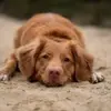 Samuel Brighton - @ilovemydoggo22 - TikTok