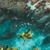 ni - @samuelbutrey - TikTok