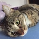 Morty - @capetillo_samuel - Instagram