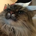 Samuel Capone - @troublebanana - Instagram
