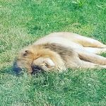 samuel lewis carey - @samtheham1274 - Instagram