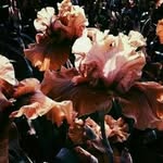 Samuele Castagnaro - @samuele.castagnaro - Instagram