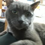 Samuel Clemmons - @_crazy_cat_dude - Instagram