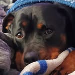 Samuel Colbert - @lennies_pet_rat - Instagram
