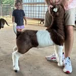 Samuel Contos - @contoslivestock - Instagram