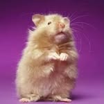 Samuel Conyers - @i.love.hampsters73 - Instagram