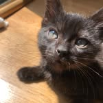 Samuel Salem Cotton - @thecatsamsalem - Instagram