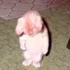 Sam - @samuel_croftt - TikTok