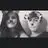 Sam Culham - @samculham - TikTok