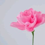 Samuel Danquah - @jnrbuffet - Instagram