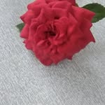 Samuel Dasari - @samuel.dasari.944 - Instagram