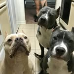 Dodge Samuel - @dodgesamuel8 - Instagram