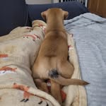 Samuel, Earl of Sammich - @sammich.the.staffie - Instagram