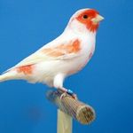 Samuel Fontánez Antón - @aviario_fontanez - Instagram