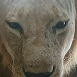 Samuel Gaul - @gaulsamuel - Instagram